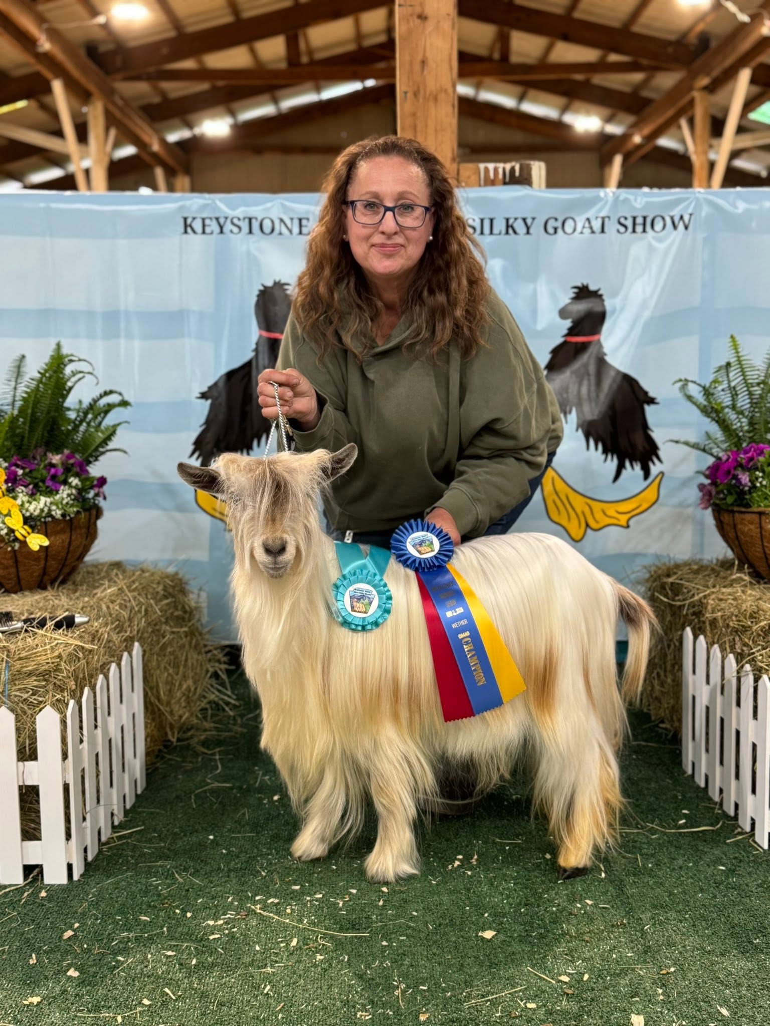 A handler and a long-haired goat displaying ribbons at a goat show