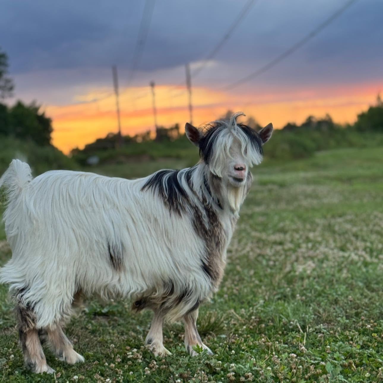A long-haired black-and-white goat in the farm pasture at sunset